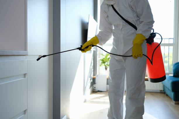 Mold Remediation for Vacation Homes in East Rancho Dominguez, CA