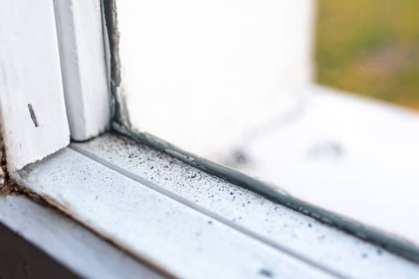 Best Real Estate Mold Inspection  in East Rancho Dominguez, CA