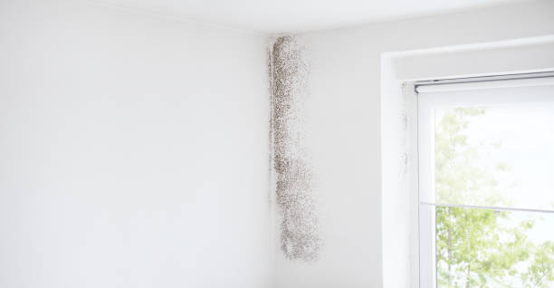 East Rancho Dominguez, CA Mold Removal Company